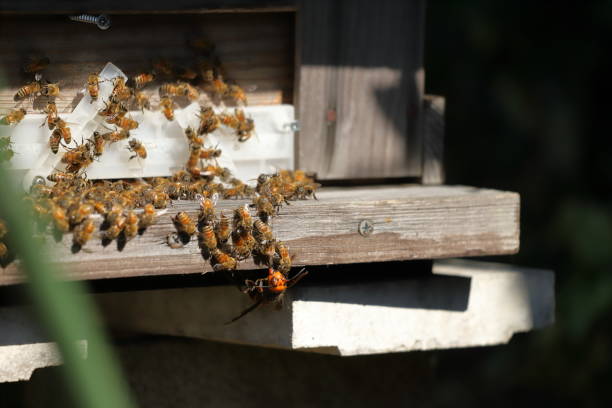 istock Japanese giant vespas  are attacking a beehive. 1284388810