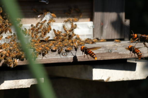 istock Japanese giant vespas  are attacking a beehive. 1284388832
