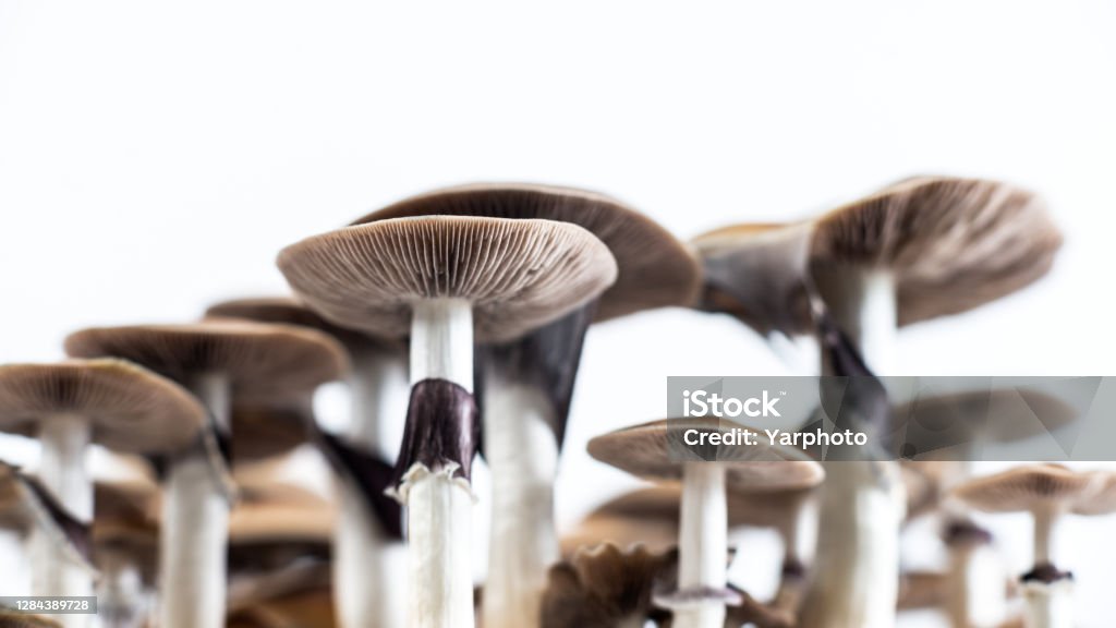 poisonous and hallucinogenic mushrooms Psilocybin is a hallucinogenic substance people ingest from certain types of mushroom that grow in regions of Europe, South America, Mexico, and the United States Psilocybe Mushroom Stock Photo