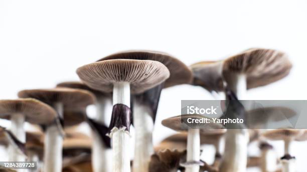 Poisonous And Hallucinogenic Mushrooms Stock Photo - Download Image Now - Psilocybe Mushroom, Backgrounds, Close-up