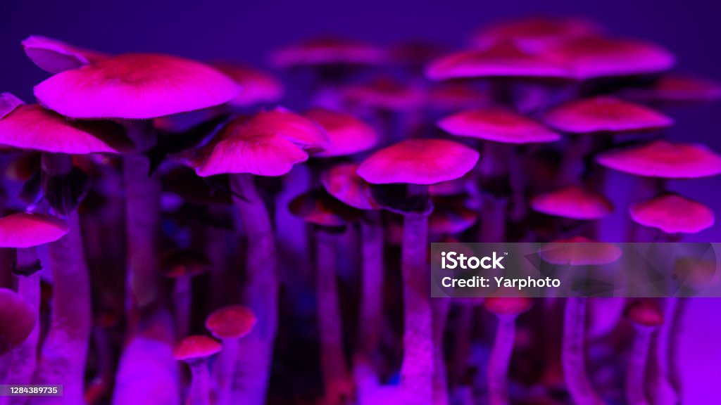 Psilocybin mushrooms background of mushroom caps psychedelic magic PsilocybinÂ mushrooms Psilocybin Mushroom Stock Photo