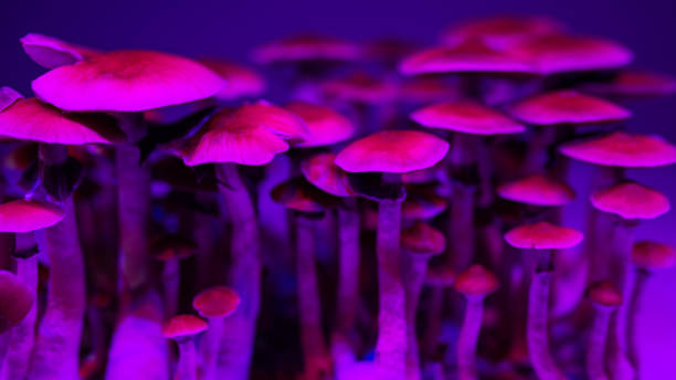 Psilocybin mushrooms background of mushroom caps psychedelic magic PsilocybinÂ mushrooms hallucinogen stock pictures, royalty-free photos & images