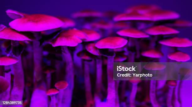 Psilocybin Mushrooms Stock Photo - Download Image Now - Psilocybin Mushroom, Psychedelic, Recreational Drug