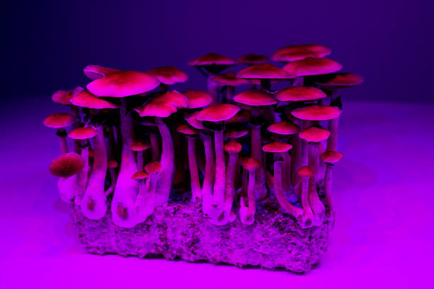istock psychedelic magic mushrooms glowing Psilocybe Cubensis 1284389745