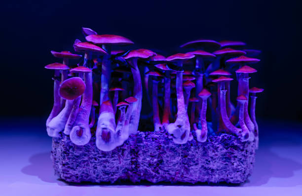 istock glow medicine psilocybin mushrooms 1284389746