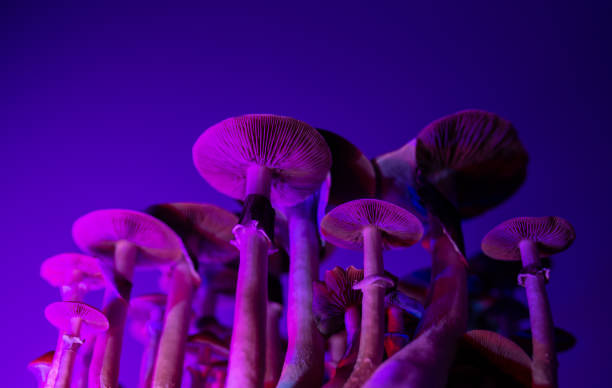 psychedelic psilocybin mushrooms background mexican hallucinogenic mushrooms background wallpaper psilocybin mushroom glows hallucinogen stock pictures, royalty-free photos & images