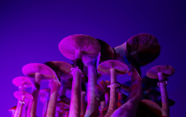 psychedelic psilocybin mushrooms background mexican hallucinogenic mushrooms background wallpaper psilocybin mushroom glows psychedelic mushroom stock pictures, royalty-free photos & images