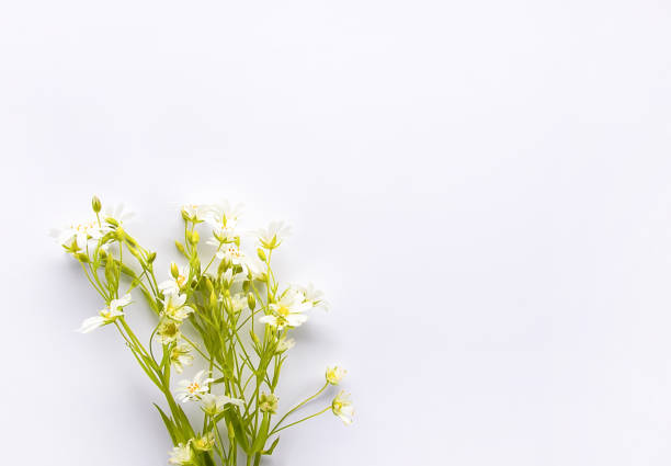 istock Wildflowers bouquet on white background. Flat lay, top view 1284390318