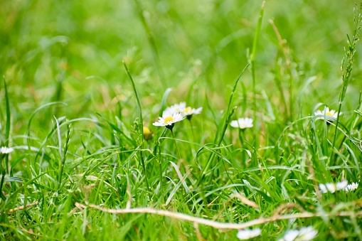 daisies surrounded by tall green grass
