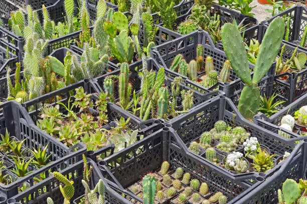 Photo of Cactus in crates