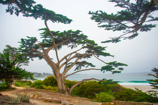 Beach Scene in Morning with wind blown trees-Carmel,  California