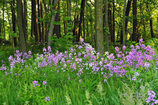 istock Wild Flowers along a woods edge-Howard County Indiana 1284394517