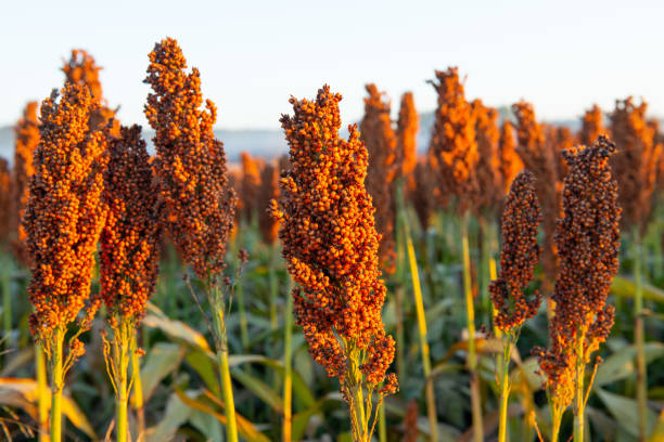 mature milo grain heads-park county indiana - sorgo foto e immagini stock