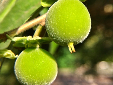 Keyapple Fuzzy Green Kei Apples On The Tree Dovyalis Caffra Stock Photo ...