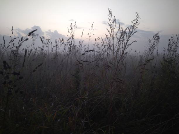 niebla de la mañana sobre un campo con hierba en otoño en la naturaleza - 3655 fotografías e imágenes de stock