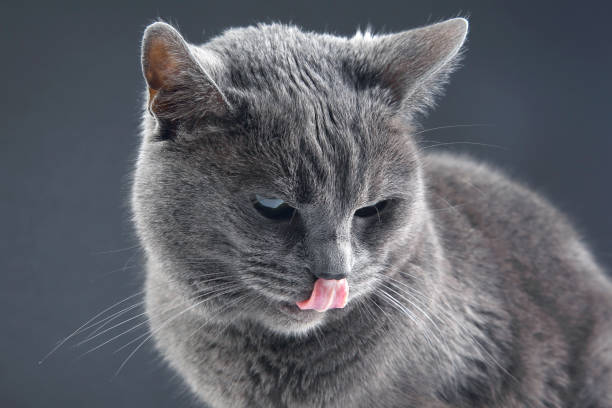 istock studio portrait of a beautiful grey cat on grey background 1284400767