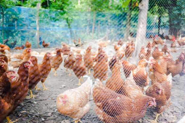 istock Brown Chicken or hen in the yard in local farm 1284401802