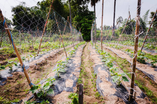 istock Cultivation of cucumbers in farm, drip irrigation system 1284402591