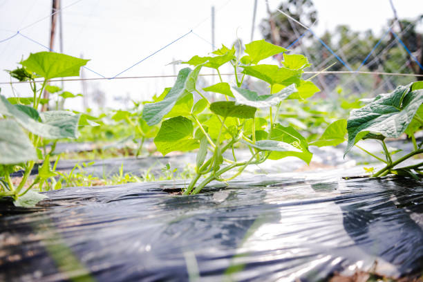 istock Cultivation of cucumbers in farm, drip irrigation system 1284402651