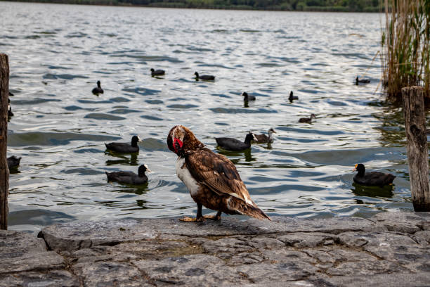 istock A duck on the shore of the lake 1284403100