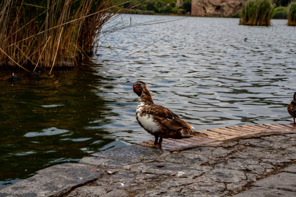 istock A duck on the shore of the lake 1284403254