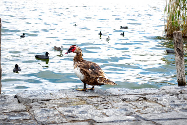 istock A duck on the shore of the lake 1284403786