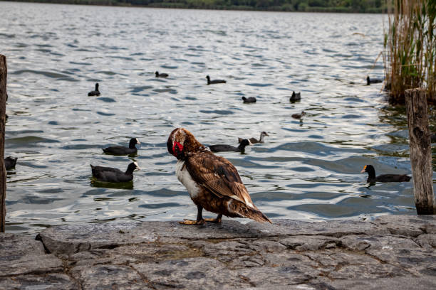 istock A duck on the shore of the lake 1284403829