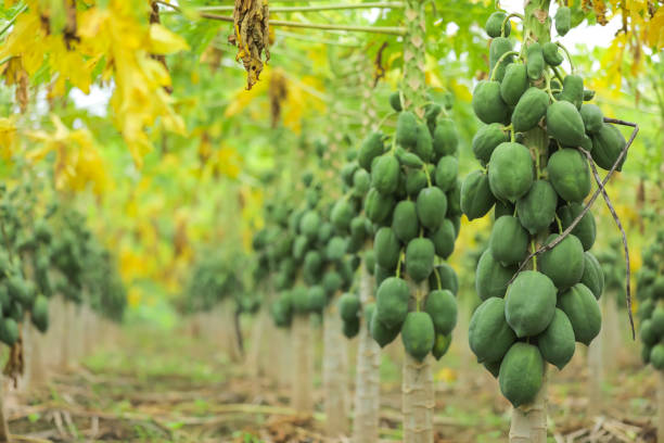 papaya fruit on papaya tree in farm