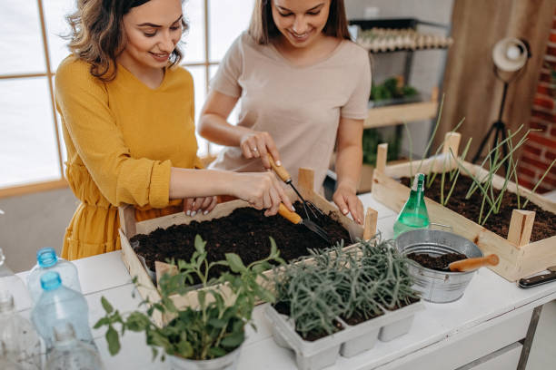 istock Gardening, planting at home 1284406462