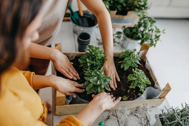 istock Gardening, planting at home 1284406492