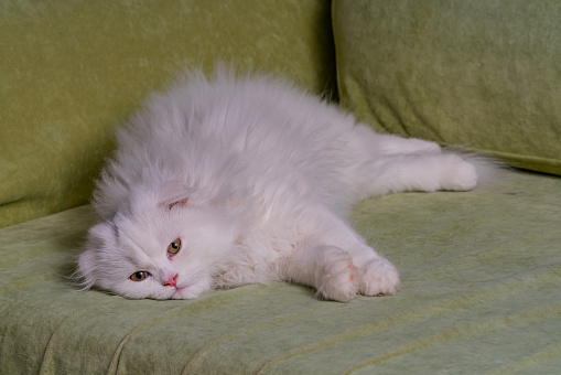 Chinchilla Kitten resting on sofa