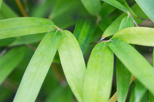 Close up of Bamboo leaf.