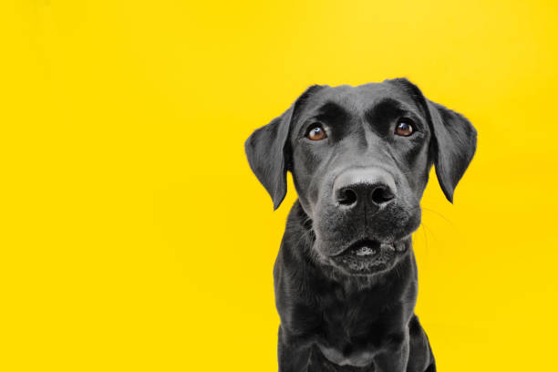 Funny Worried Dogs Face Isolated On Yellow Background Stock Photo -  Download Image Now - iStock