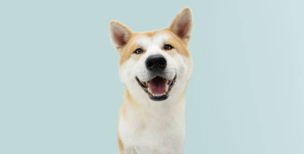 istock Happy akita dog isolated on blue colored background. 1284407329