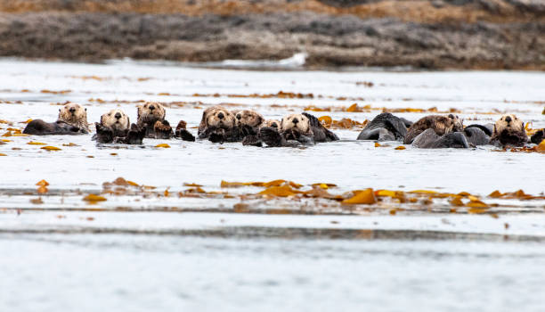 istock Sea otters forming rafts to spend the night on the ocean kelp beds 1284408564
