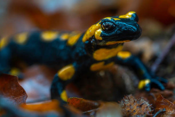 istock Spotted salamander in autumn 1284409308