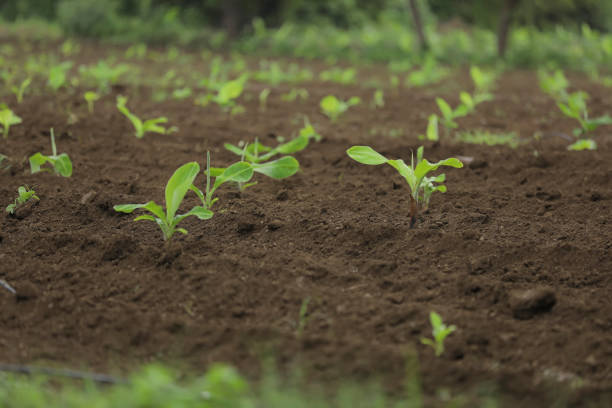 Small banana plant row with black soil at field