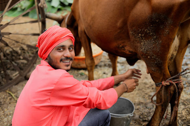 un producteur laitier traire sa vache dans sa ferme laitière locale, une scène agricole indienne. - india rural scene men editorial photos et images de collection