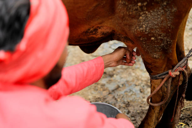 un producteur laitier traire sa vache dans sa ferme laitière locale, une scène agricole indienne. - india rural scene men editorial photos et images de collection