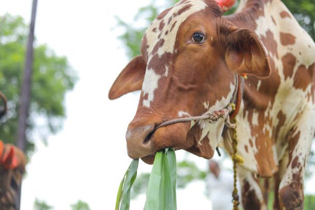 indian bull eating green grass at field