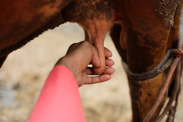un producteur laitier traire sa vache dans sa ferme laitière locale, une scène agricole indienne. - india rural scene men editorial photos et images de collection