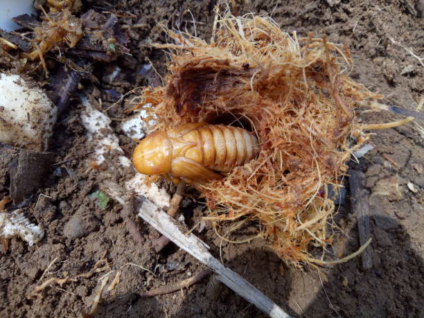 istock Larva of the red palm beetle 1284411383