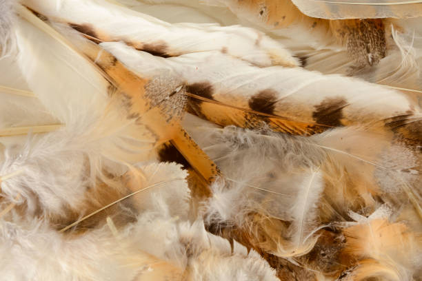 istock Close-up of feather plume background texture 1284412300