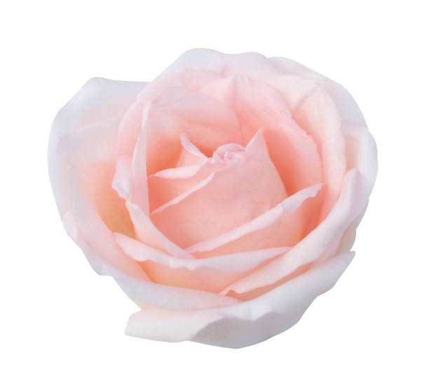 istock Pink rose flower isolated on white background, soft focus and clipping path. 1284412590
