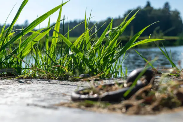 grass on the lake shore in selective focus