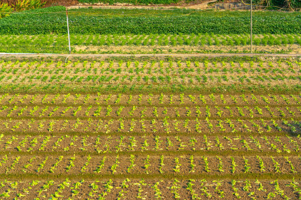 Leaf Mustard Farm in Hong Kong