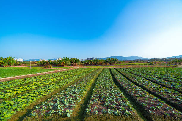 Leaf Mustard Farm in Hong Kong