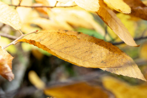 istock Close up of a tree leaf in autumn colors under the sun (Cévennes, France) 1284415302