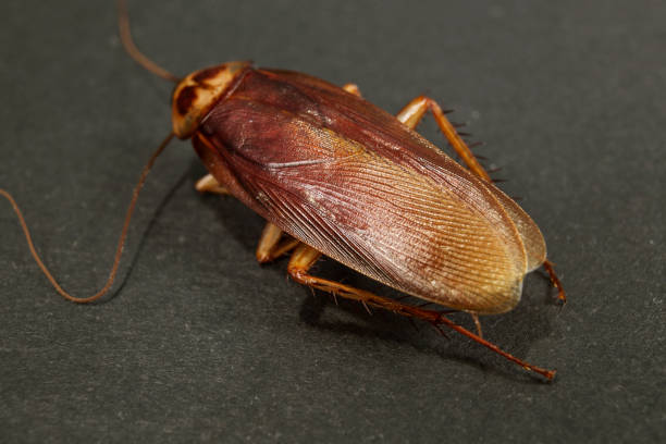 large cockroach close-up on a dark background. Concept of parasite and insect control large cockroach close-up on a dark background. Concept of parasite and insect control periplaneta americana stock pictures, royalty-free photos & images