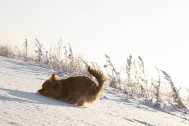 Sheepdog in action on a cold winter day to  help to lead the sheep back to the barn